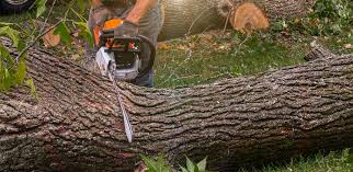 Best Lawn Disease Treatment  in Wauseon, OH