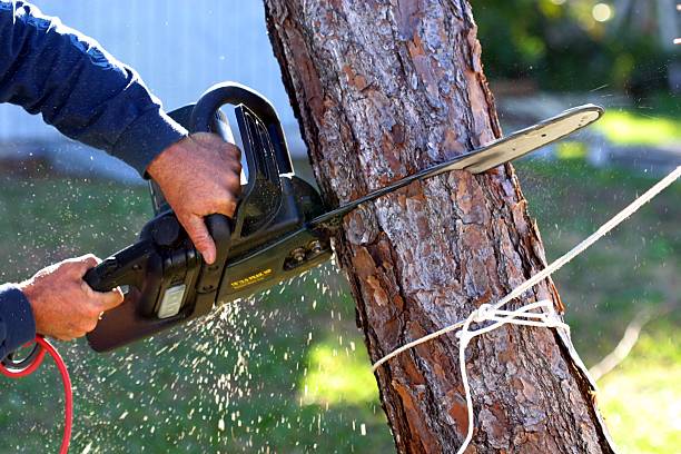 How Our Tree Care Process Works  in  Wauseon, OH
