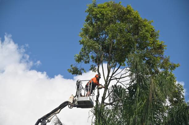 Best Firewood Processing and Delivery  in Wauseon, OH