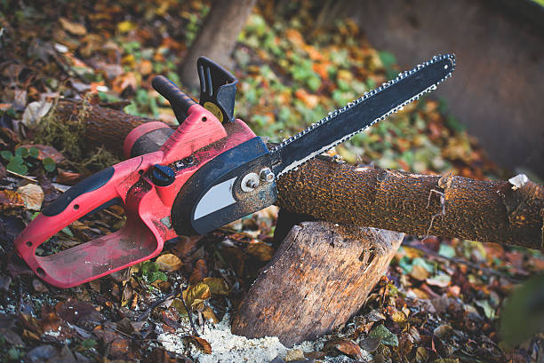  Wauseon, OH Tree Care Pros